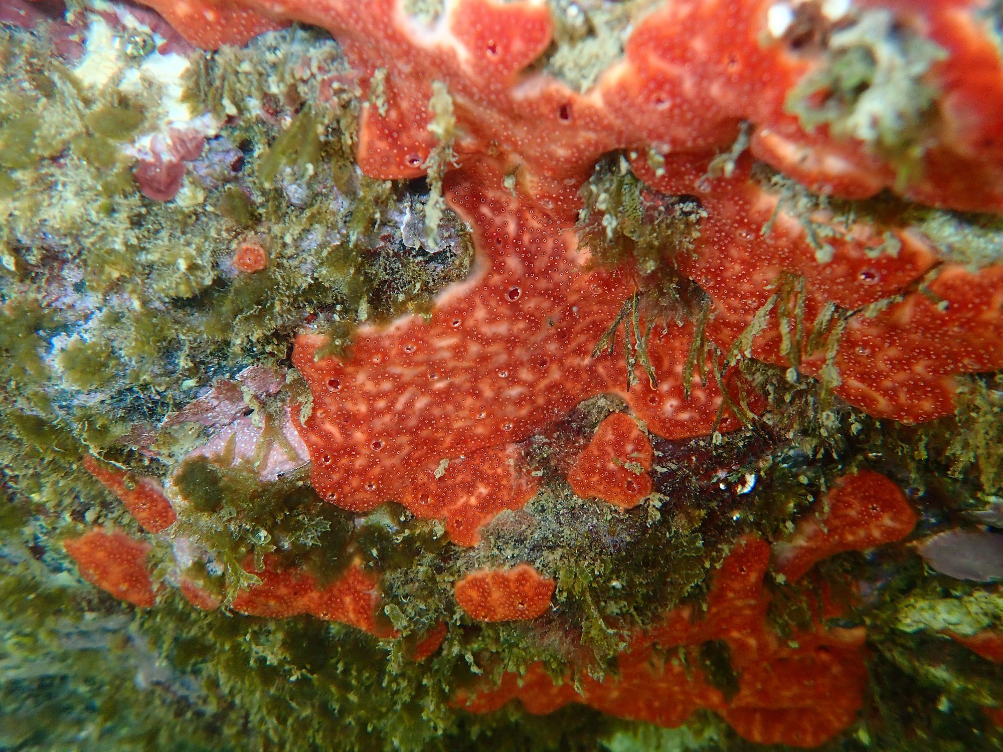Polysyncraton lacazei (Giard, 1872)
