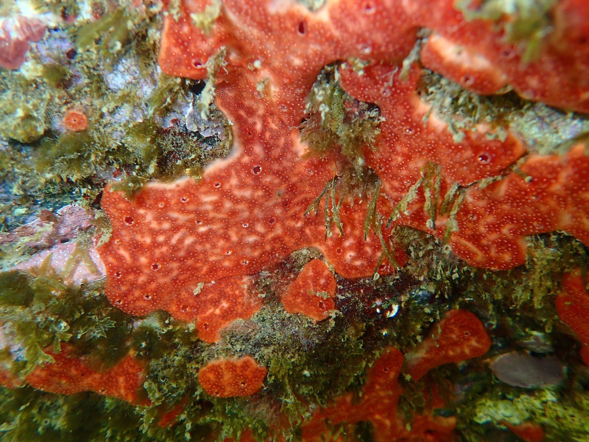 Polysyncraton lacazei (Giard, 1872)
