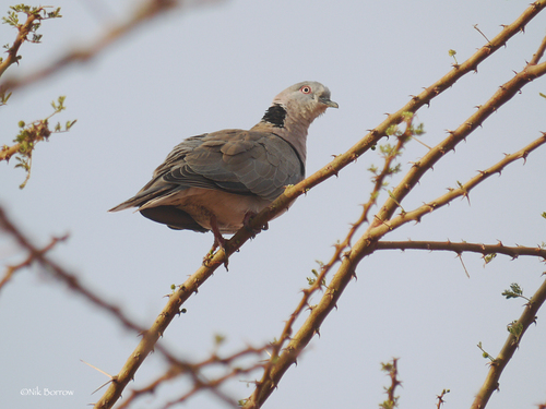 Mourning Collared Dove