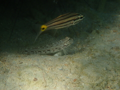 Istigobius decoratus