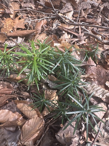 Cephalotaxus harringtonia
