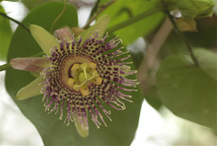 Passiflora ligularis