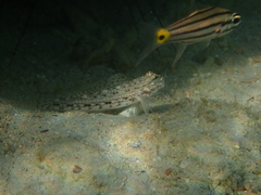 Istigobius decoratus