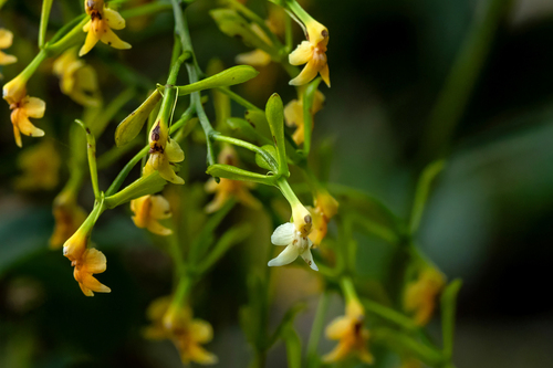 Epidendrum paniculourubambense Hágsater & E.Santiago 3