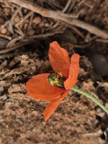 Mediterranean Poppy