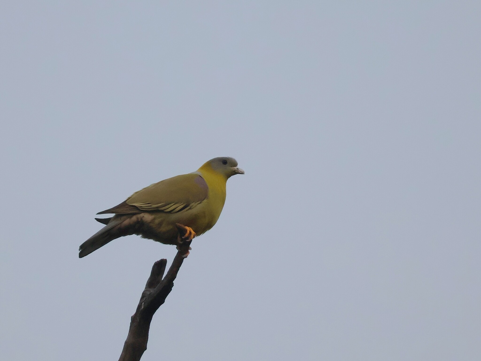 Yellow-footed Green Pigeon (Treron phoenicopterus), photo 10