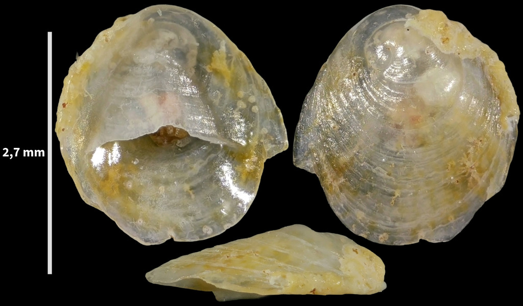 Crepidula moulinsii