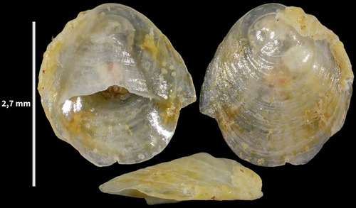 Crepidula moulinsii