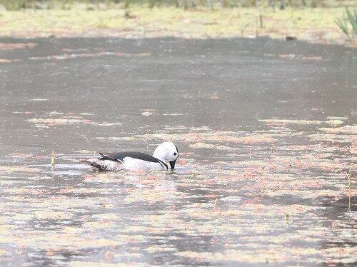 Cotton Pygmy Goose (Nettapus coromandelianus), photo 7