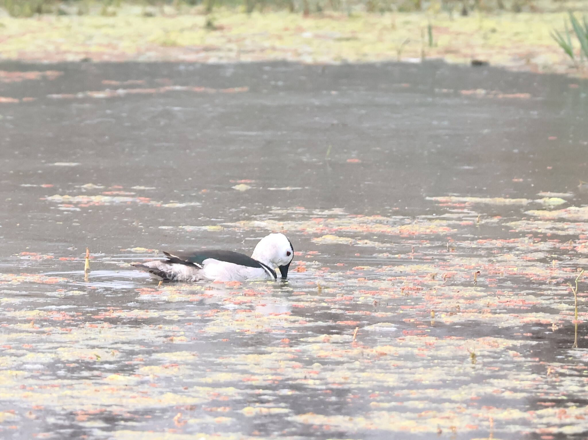 Cotton Pygmy Goose (Nettapus coromandelianus), photo 9