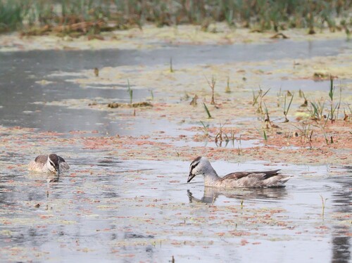 Cotton Pygmy Goose (Nettapus coromandelianus), photo 8