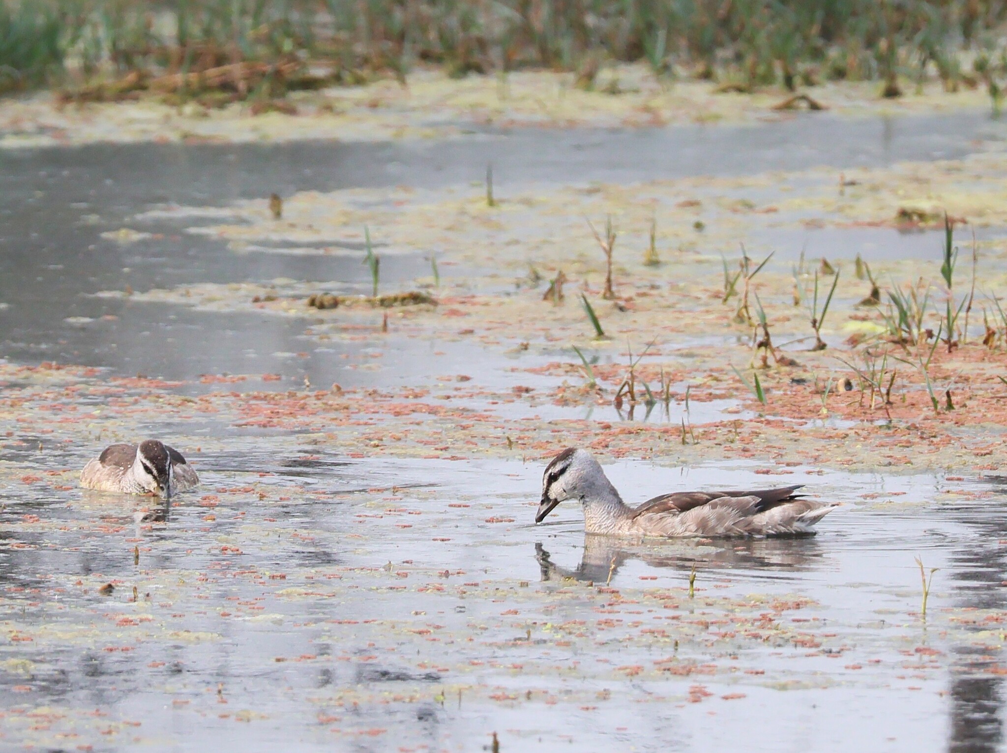 Cotton Pygmy Goose (Nettapus coromandelianus), photo 10