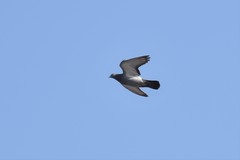 Columba livia