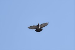 Columba livia