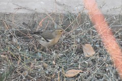 Fringilla coelebs