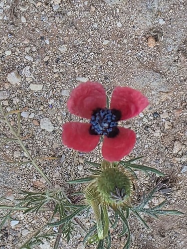 rough poppy