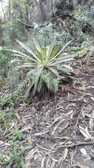 Espeletia corymbosa