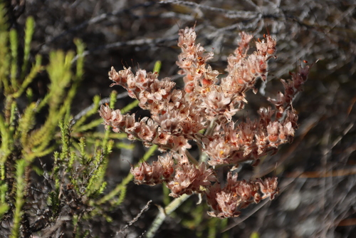 Layered Redroot (Dilatris ixioides)