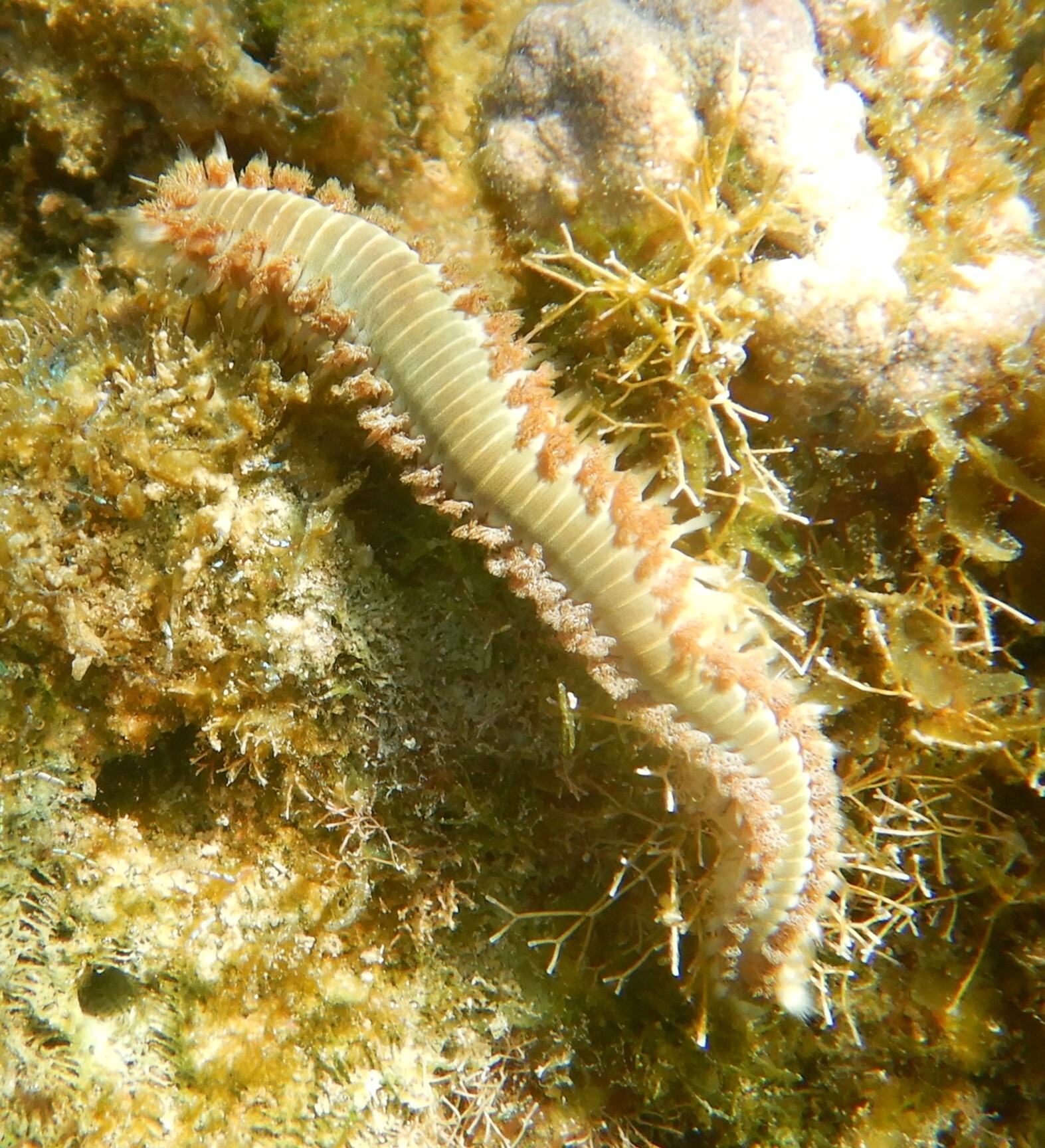 Hermodice carunculata (Pallas, 1766)