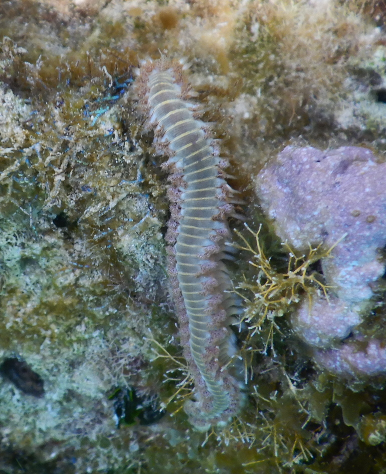 Hermodice carunculata (Pallas, 1766)
