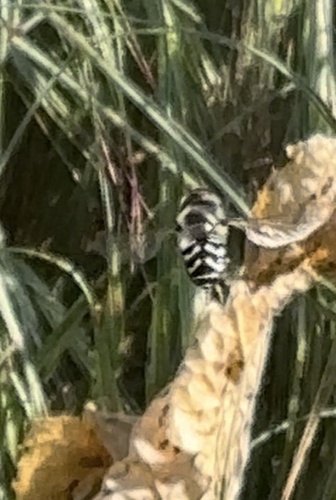 Unknown species found near Whiting Ranch Wilderness Park, Lake Forest, CA, US