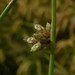 Schoenoplectiella supina - Photo (c) Javier Peralta de Andrés, some rights reserved (CC BY-NC), uploaded by Javier Peralta de Andrés