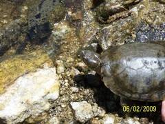 Actinemys marmorata pallida