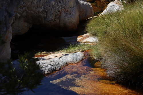 Waterfall Sedge (Isolepis digitata)