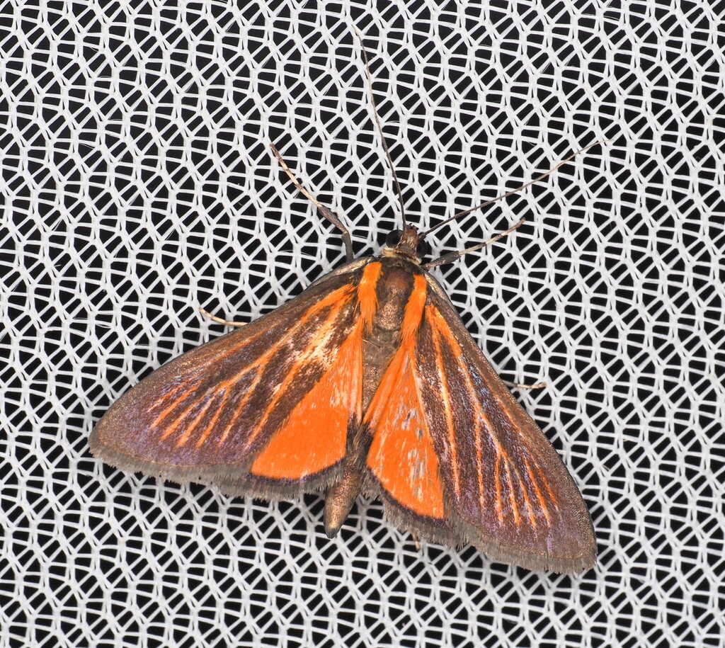 Semniomima clarissalis