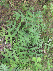 Cirsium subcoriaceum