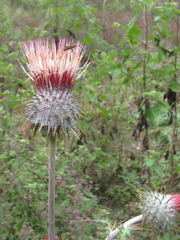 Cirsium subcoriaceum