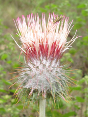 Cirsium subcoriaceum