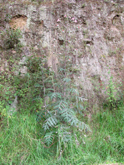 Cirsium subcoriaceum