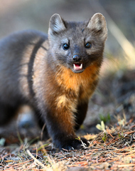 Pacific Marten photo 5