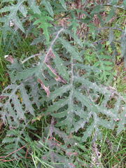 Cirsium subcoriaceum