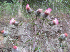 Cirsium subcoriaceum