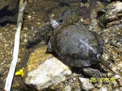 Actinemys marmorata pallida