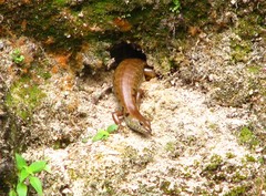 Sphenomorphus praesignis