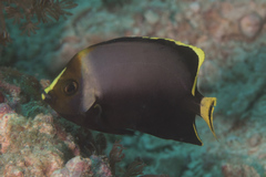 Chaetodontoplus dimidiatus