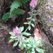 Echeveria rosea - Photo (c) Chuck Sexton, μερικά δικαιώματα διατηρούνται (CC BY-NC), uploaded by Chuck Sexton
