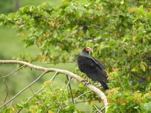 Lesser Yellow-headed Vulture