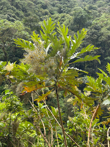 Parrotweed (Bocconia frutescens)