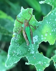Scaria producta