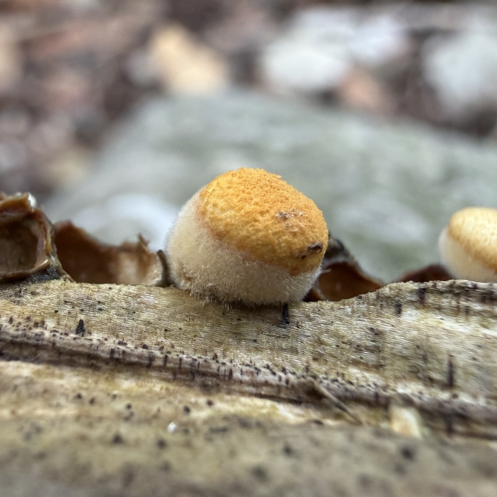 Crucibulum laeve · March 2026 · photo: © lucian_clanet (iNaturalist, cc-by)