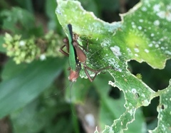 Scaria producta