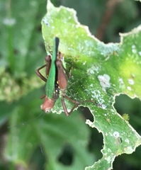 Scaria producta