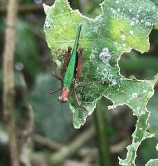 Scaria producta