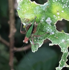 Scaria producta