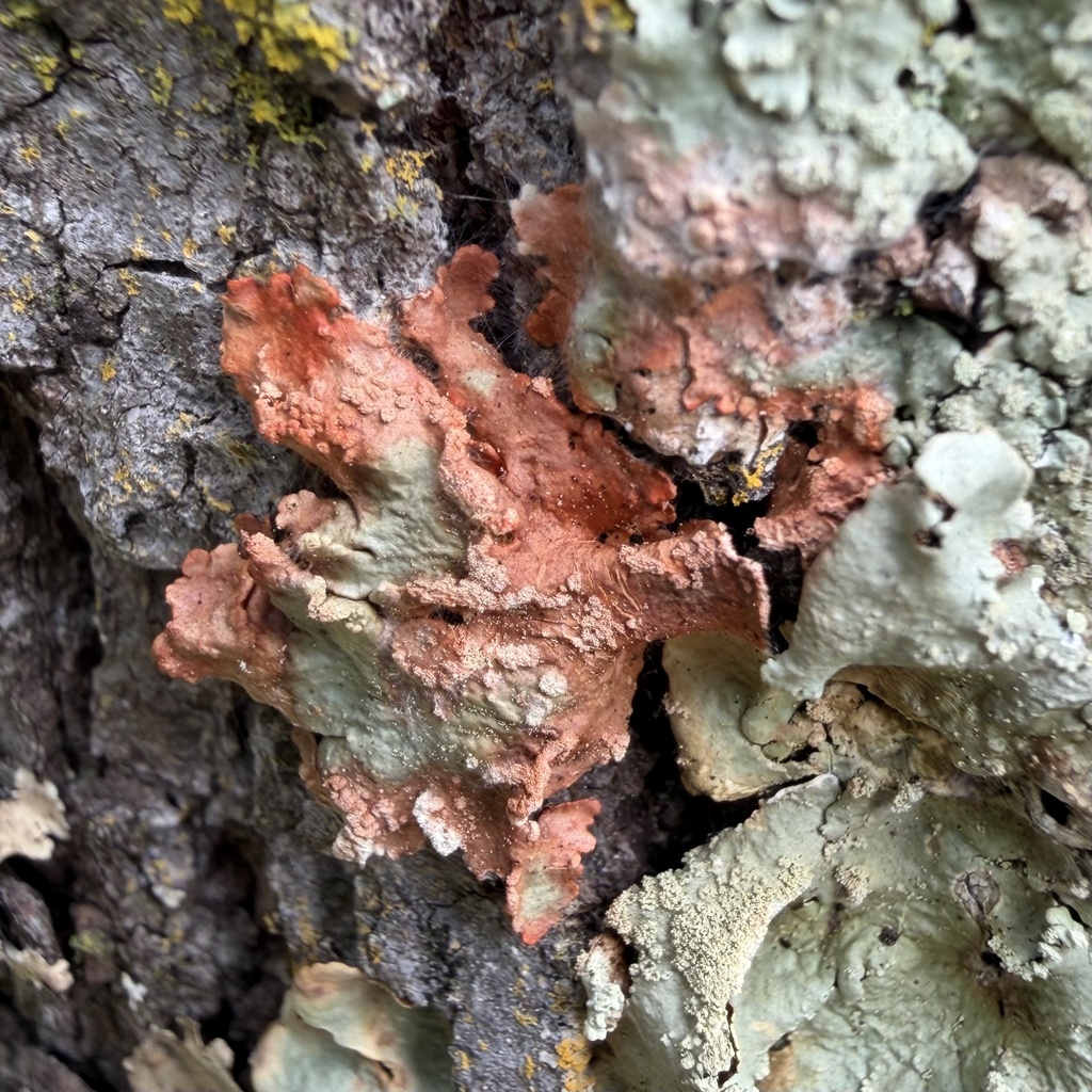 Erythricium aurantiacum · March 2026 · photo: © lucian_clanet (iNaturalist, cc-by)