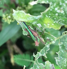 Scaria producta